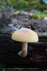 Pholiota lenta