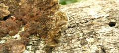 Arthropoda