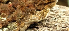 Arthropoda