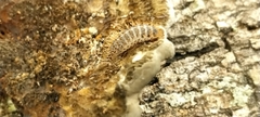Arthropoda