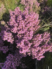 Erica globiceps consors