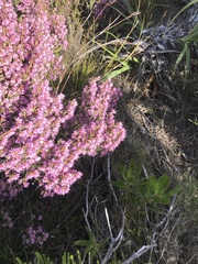 Erica globiceps consors