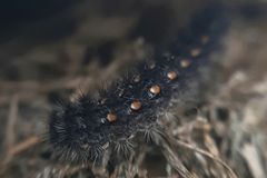 Eilema griseola