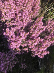 Erica globiceps consors