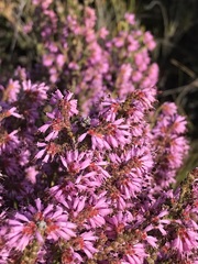 Erica globiceps consors