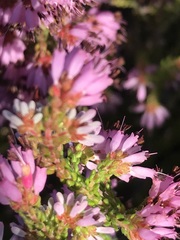 Erica globiceps consors