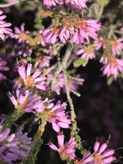 Erica globiceps consors