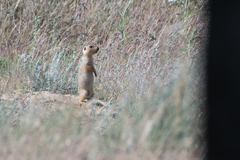 Spermophilus fulvus