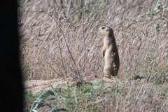 Spermophilus fulvus