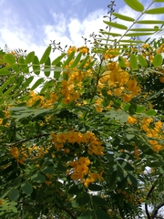 Angiospermae