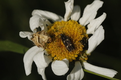 Parascythris muelleri