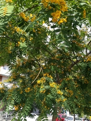 Angiospermae