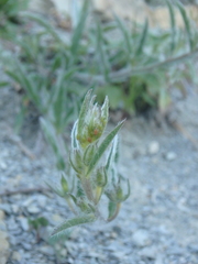 Convolvulus cantabrica