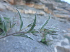 Convolvulus cantabrica