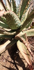 Aloe marlothii