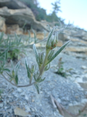 Convolvulus cantabrica