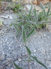Convolvulus cantabrica