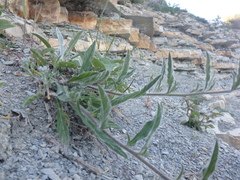 Convolvulus cantabrica
