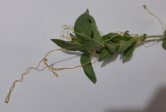 Cuscuta campestris