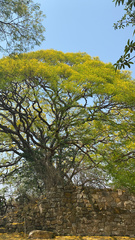 Conzattia multiflora