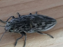 Chalcophora angulicollis