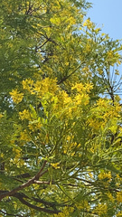 Conzattia multiflora