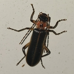Podabrus basillaris