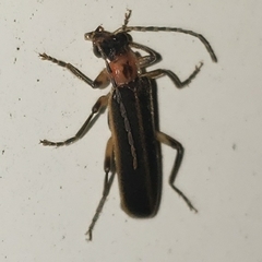 Podabrus basillaris