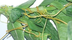 Cuscuta campestris