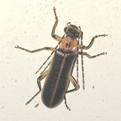 Podabrus basillaris
