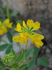 Trigonella esculenta