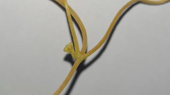 Cuscuta campestris