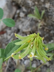 Trigonella esculenta