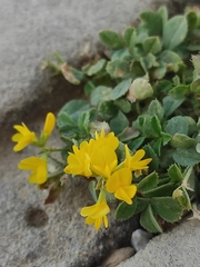 Trigonella esculenta