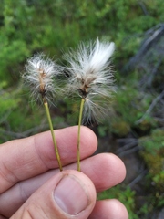 Eriophorum brachyantherum