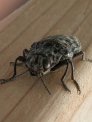 Chalcophora angulicollis
