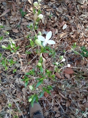 Bouvardia longiflora