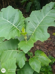 Solanum sessiliflorum
