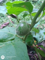 Solanum sessiliflorum