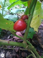 Solanum sessiliflorum