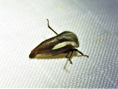 Ophiderma flavicephala