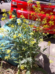 Brassicaceae