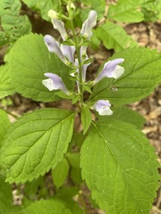 Scutellaria serrata