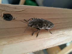 Chalcophora angulicollis