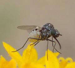 Apolysis