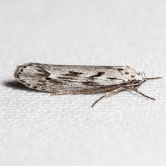 Ethmia discostrigella