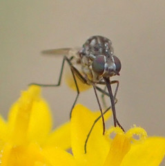Apolysis