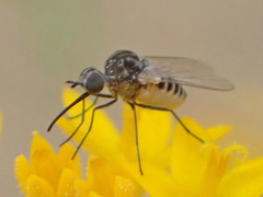 Apolysis