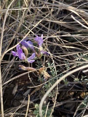 Astragalus angarensis