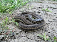 Nerodia clarkii clarkii